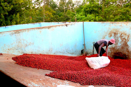 KENYA GONDO AB LAVATO - CAFFE' SPECIALTY - Tostato Chiaro