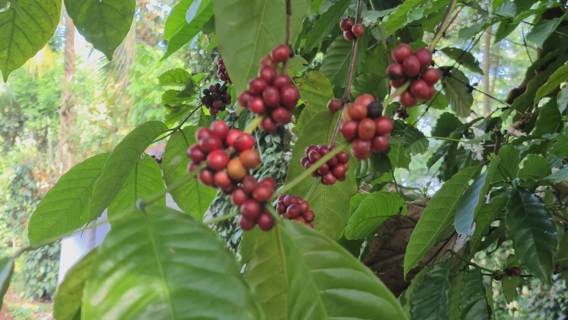 Carica il video: Video sulla filiera del caffé di essentzia coffee project